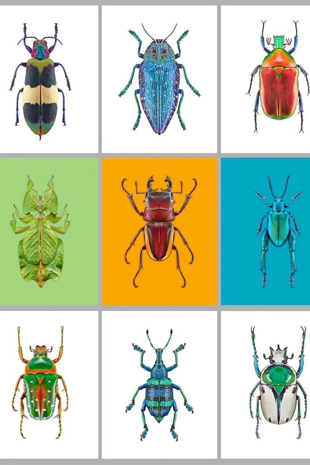 Insectes disposés en grille.