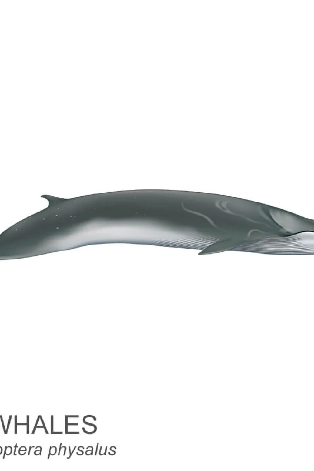 Fin whale.