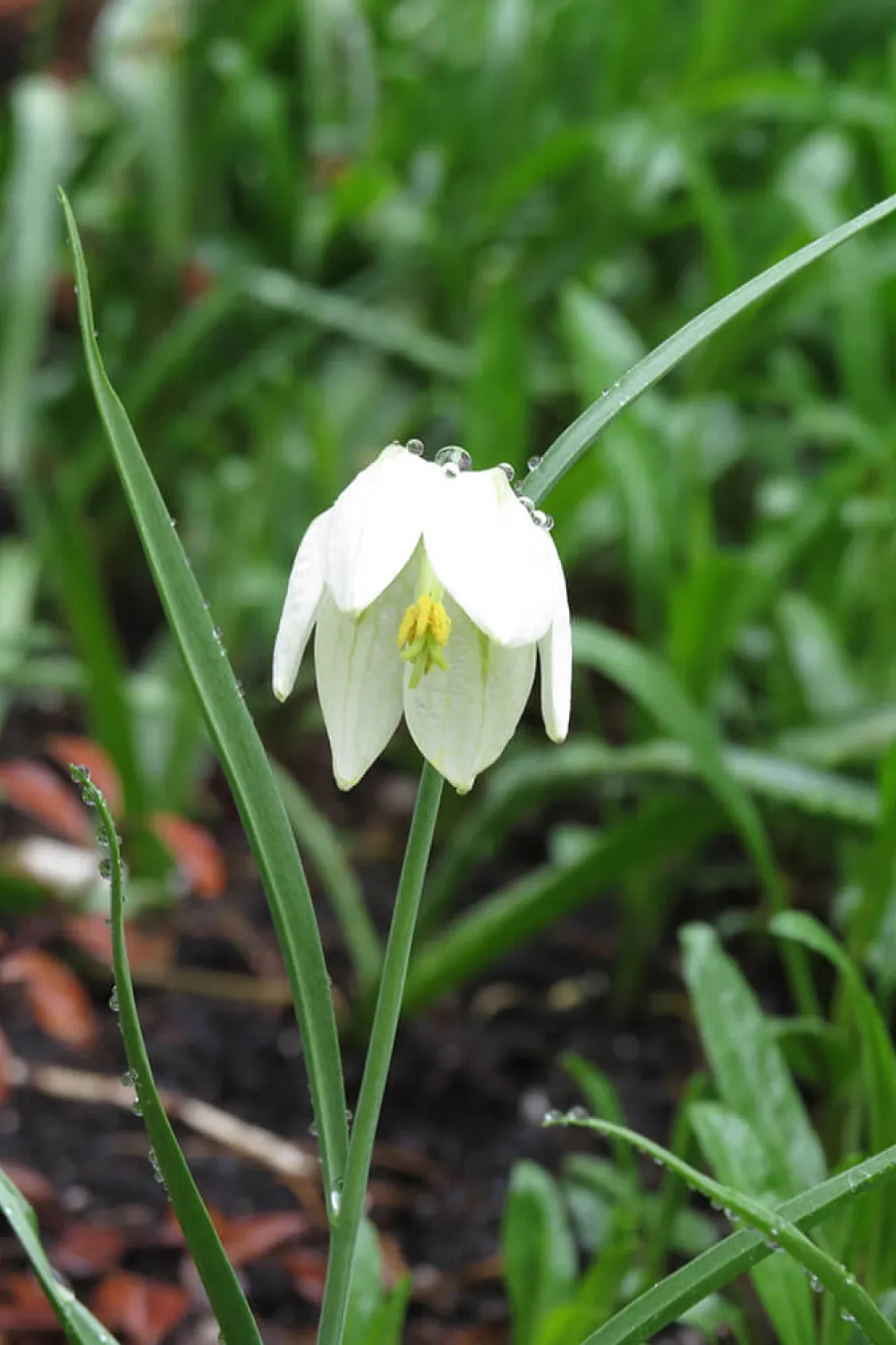 Fritillaire ou tête de serpent blanche.