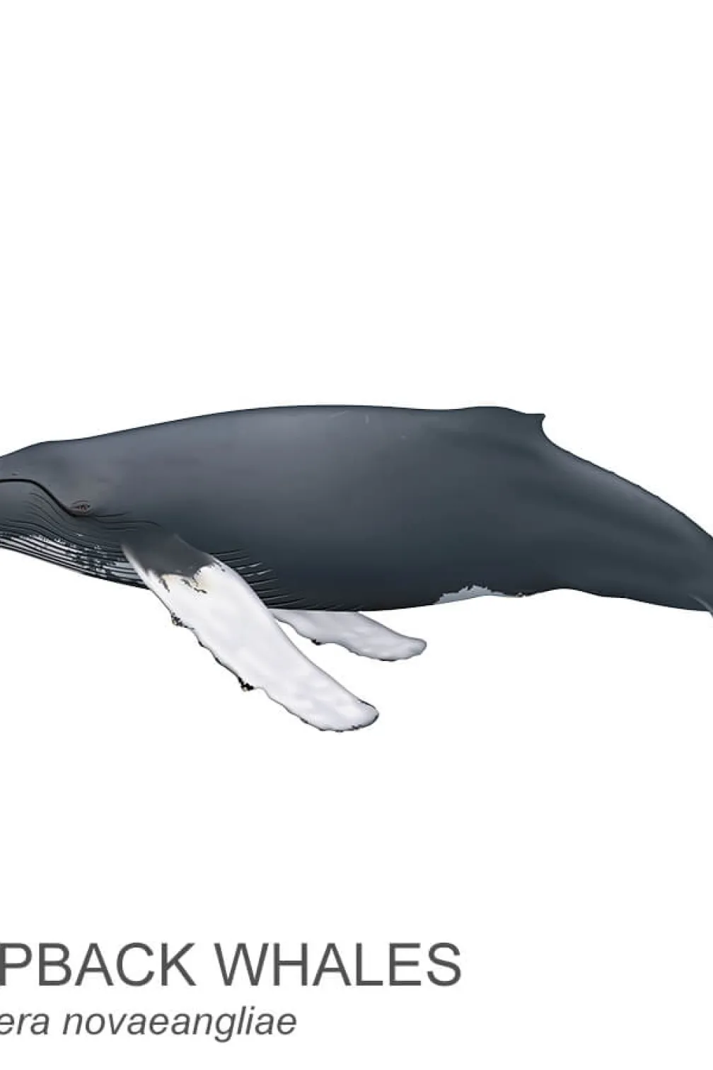 Humpback whale.