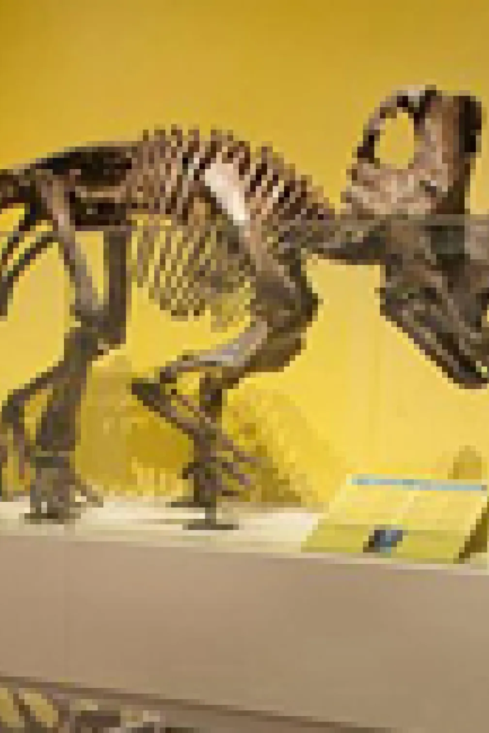 See Wendiceratops on display at the ROM in the New Dino Discovered exhibition.