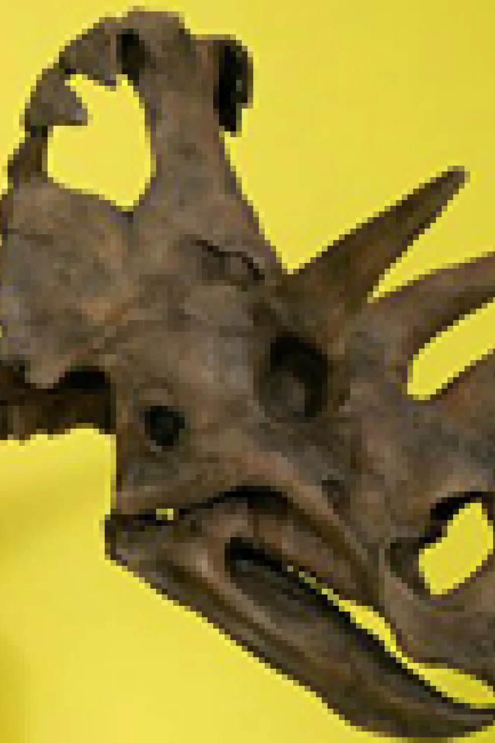 See Wendiceratops on display at the ROM in the New Dino Discovered exhibition.