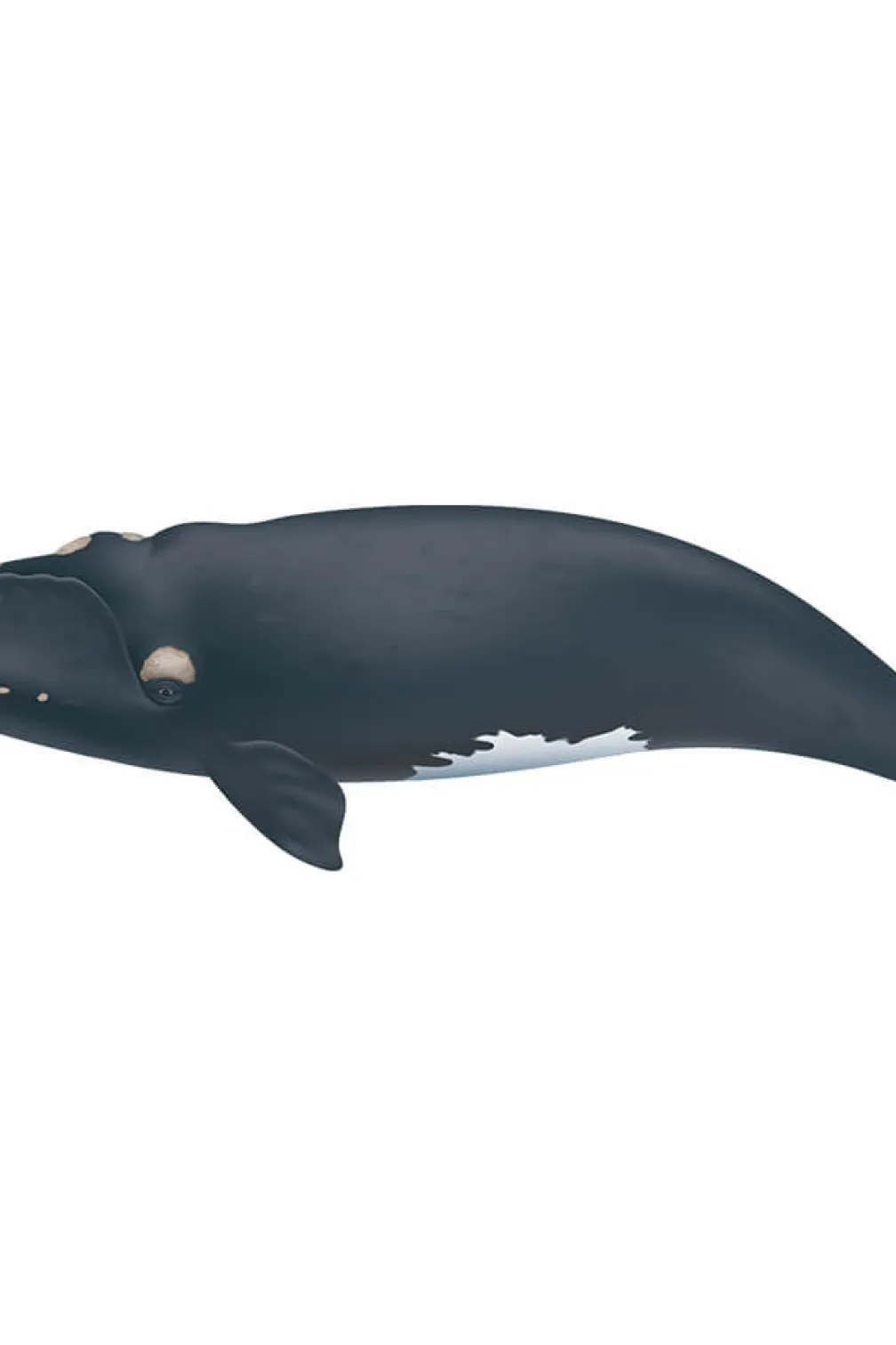 North Atlantic right whale.