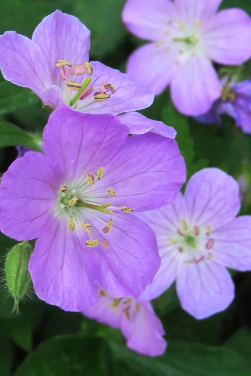Detail of a wild geranium.