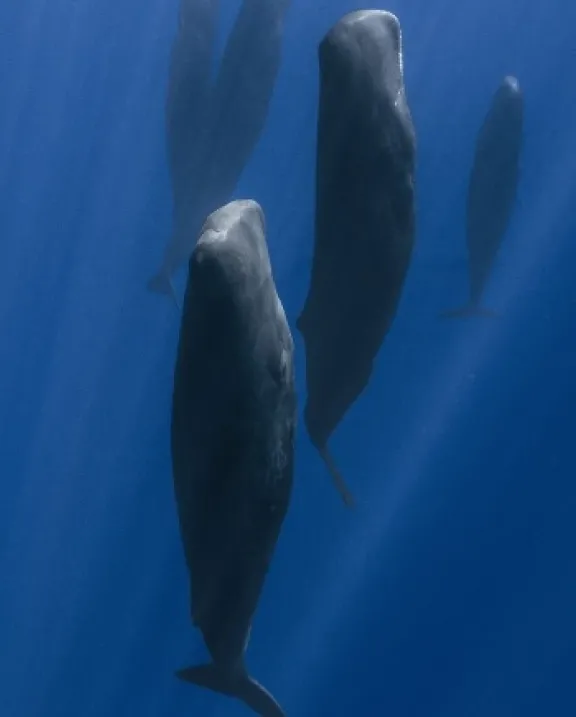 Several sperm whales swimming upward in deep blue ocean water.
