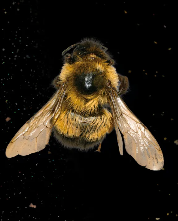 Dorsal view of a fuzzy yellow and black bumble bee on a black background surrounded by floating pollen.