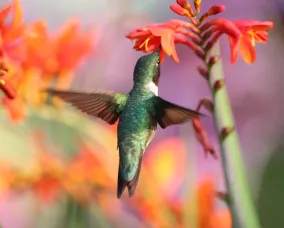 A hummingbird with iridescent green feathers hovers near an orange flower with blurred colorful flowers in the background.