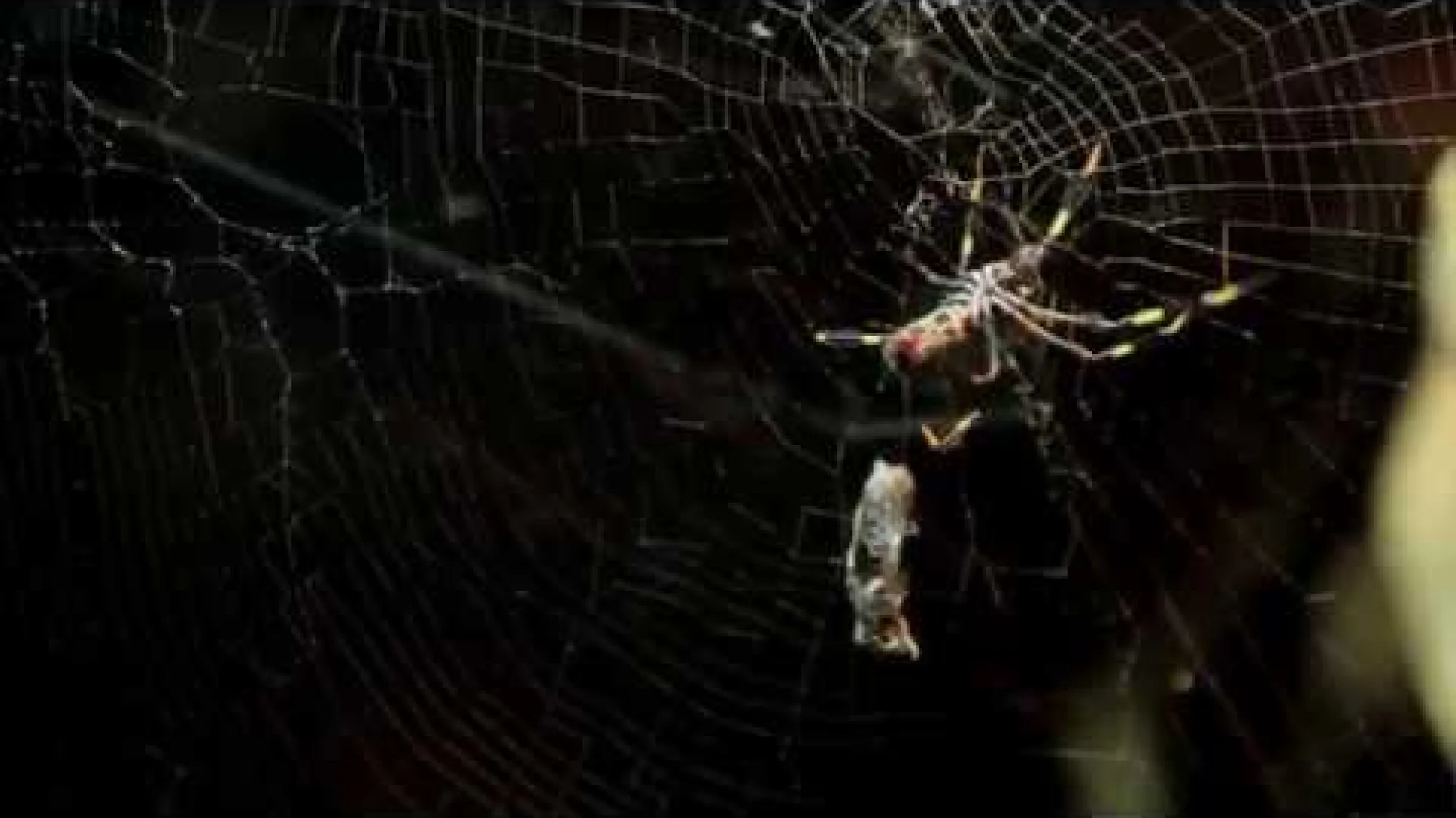 Golden Silk Orb Weaver 1