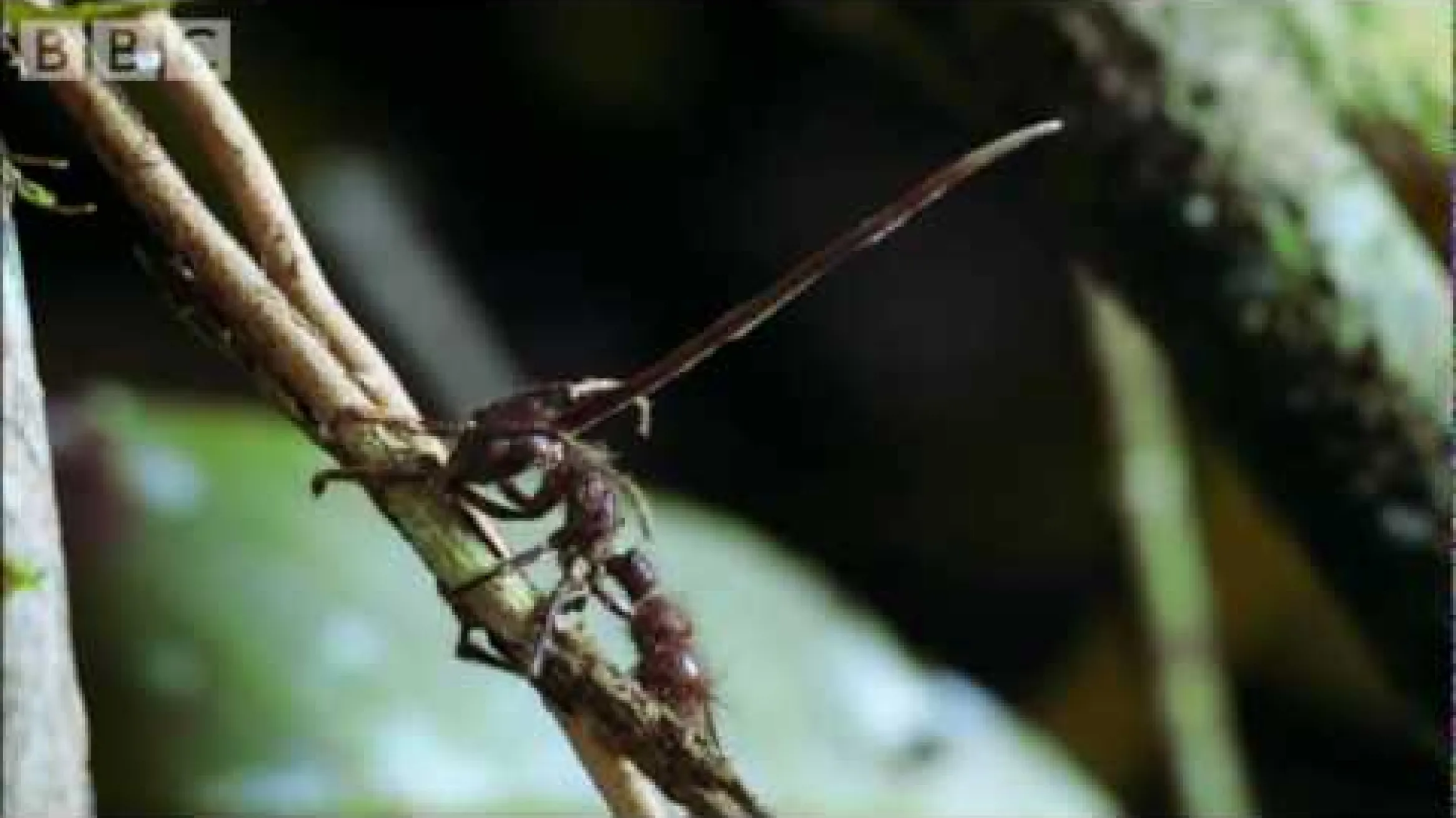 Cordyceps : l'attaque des champignons tueurs - Planet Earth Attenborough BBC wildlife