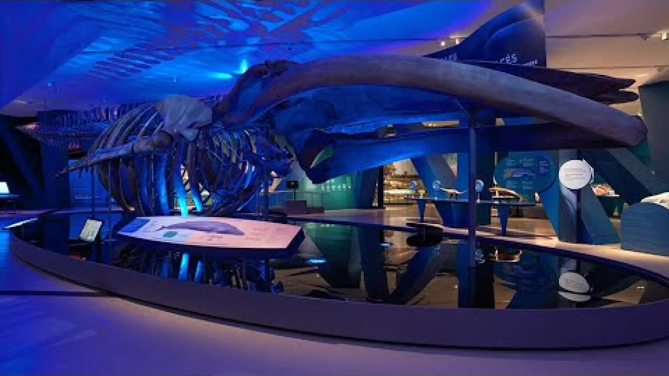 PUMP: A Natural History of the Heart from Horseshoe Crabs to Great Whales