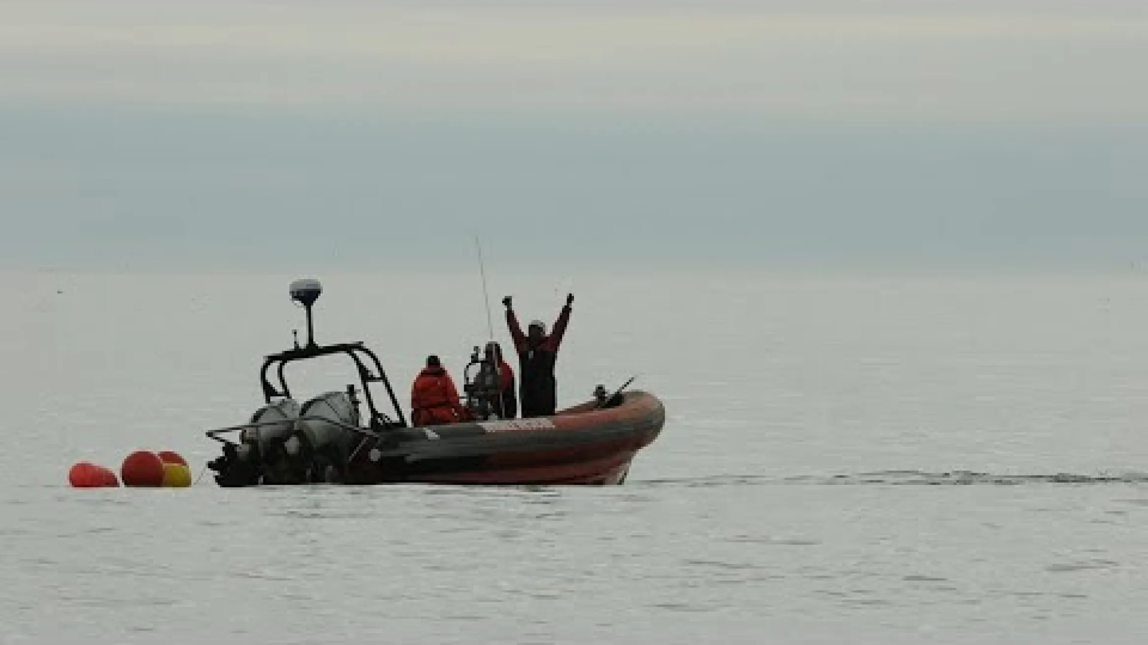 Curator Conversations: North Atlantic Right Whales and the Dangers of Fishing Gear