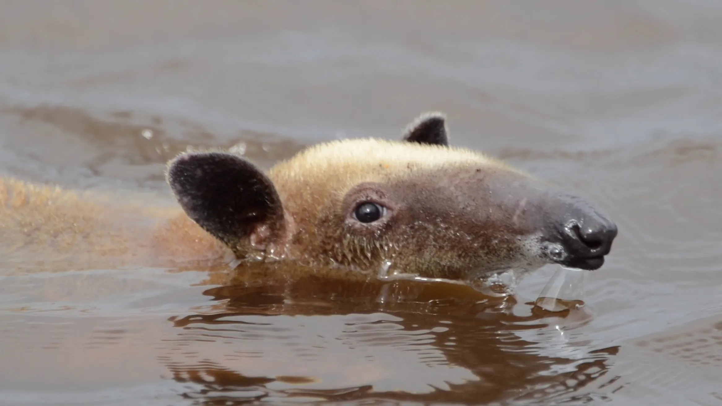 Mammal Photography