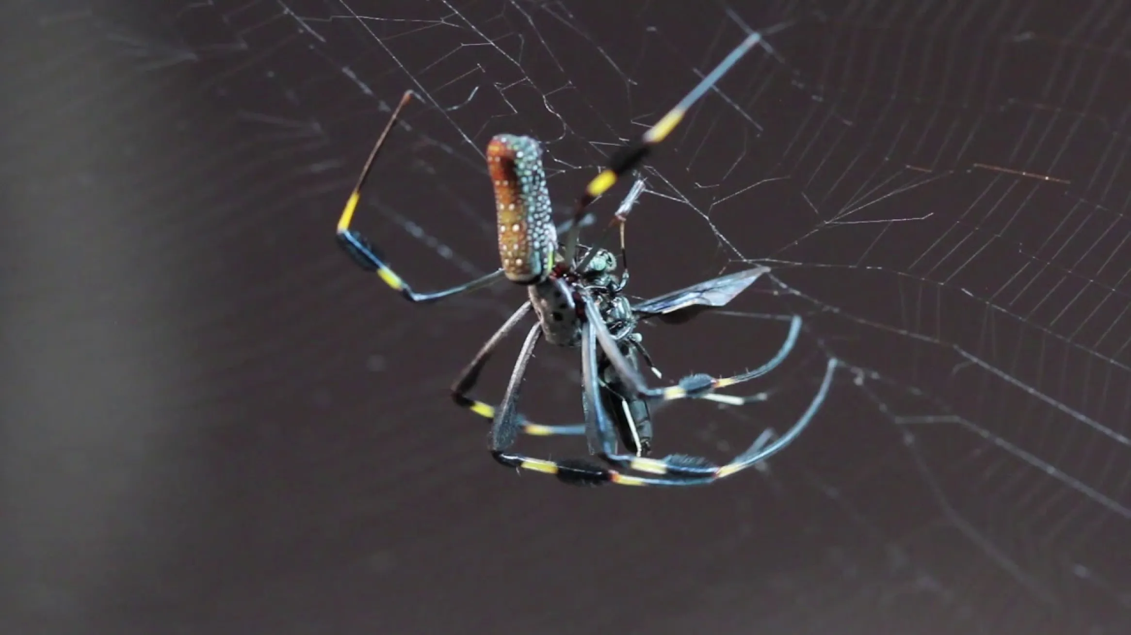 Golden Silk Orb Weaver 2