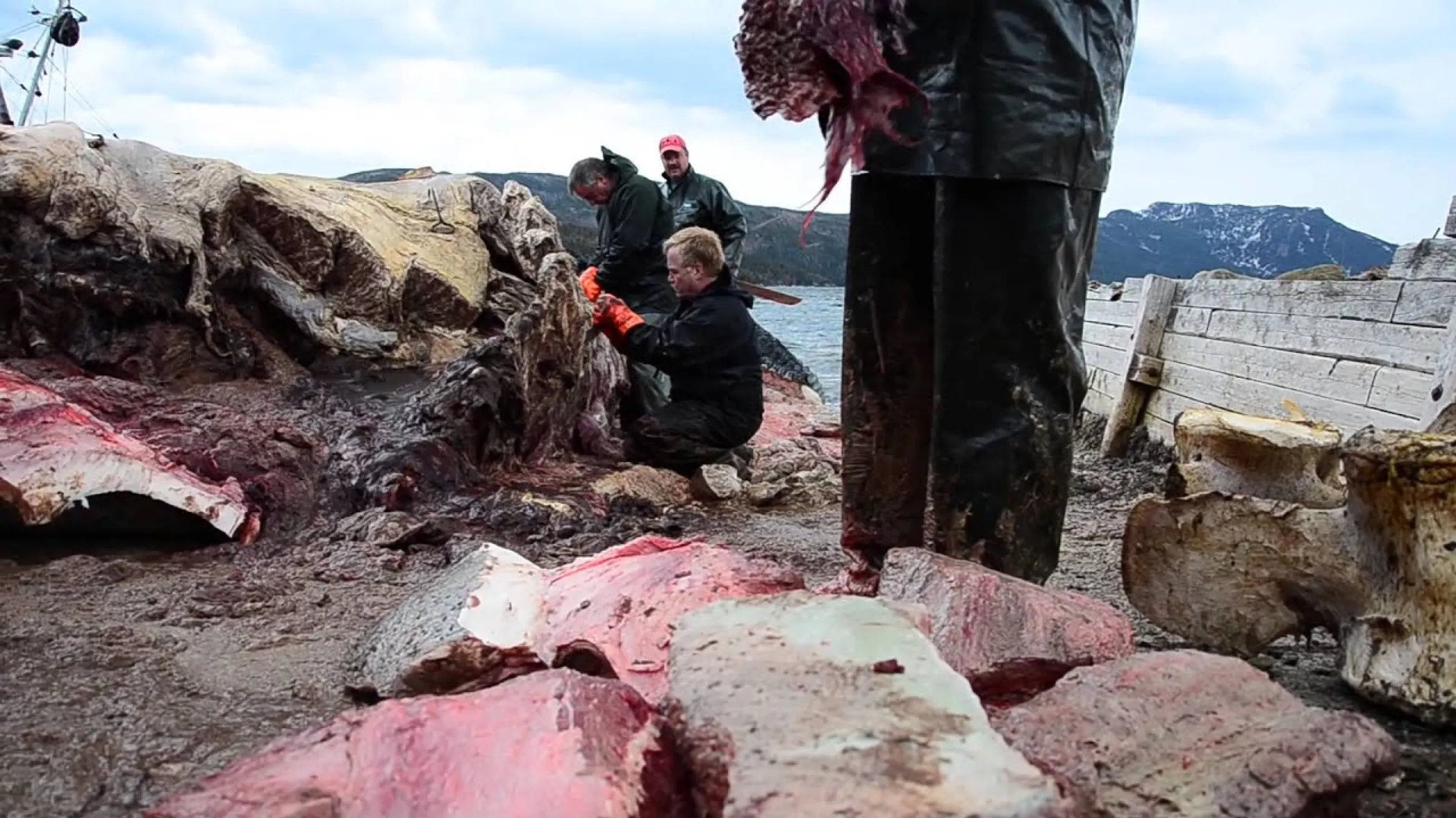 Blue Whale: From Guts to Glory