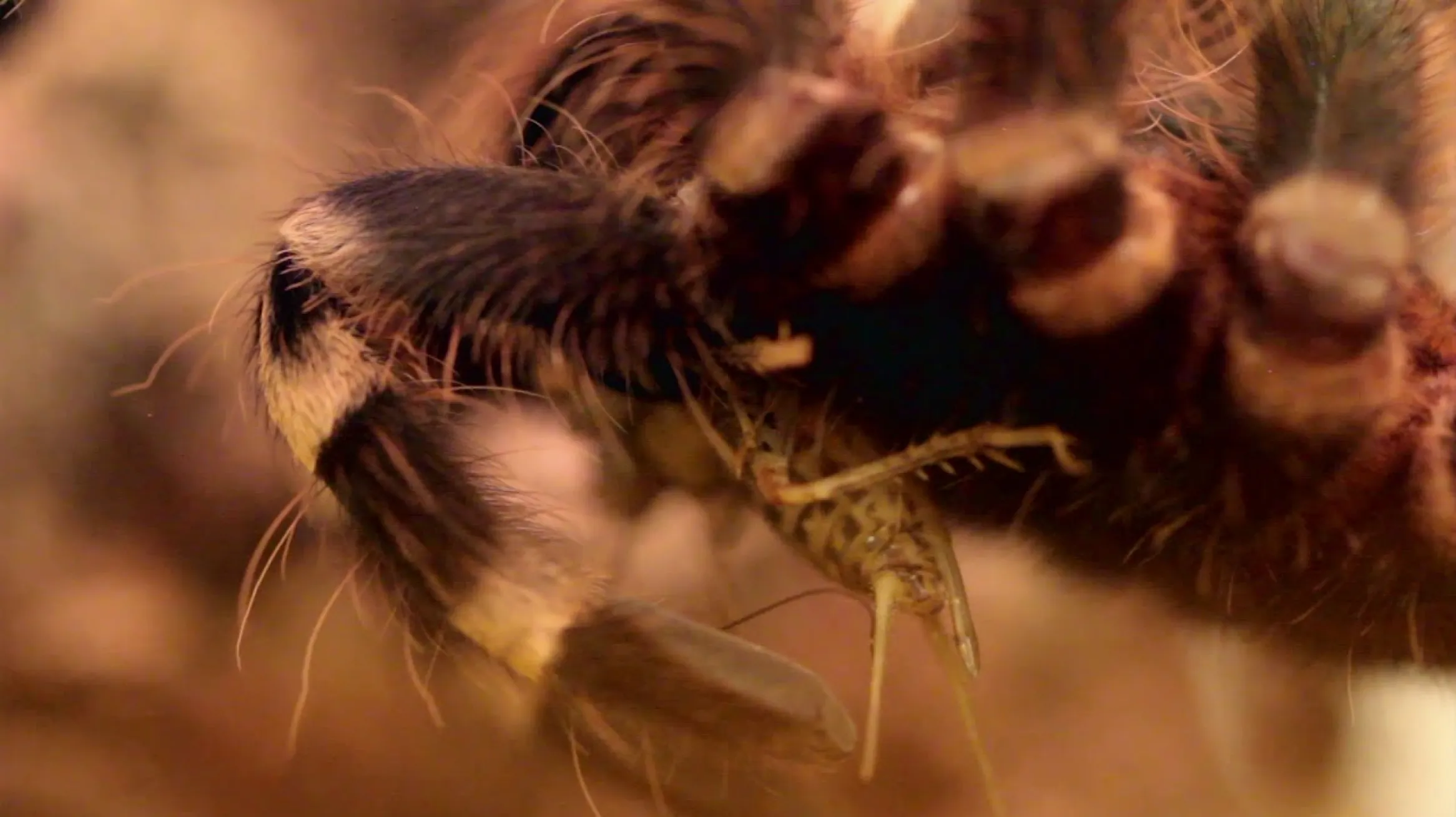 Tarantula Feeding