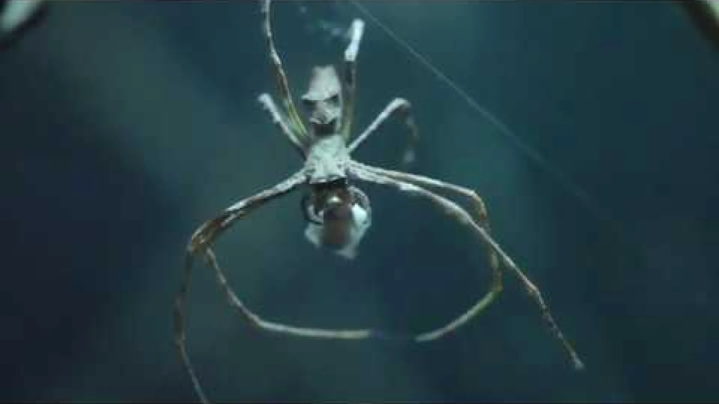 Ogre Faced Spider