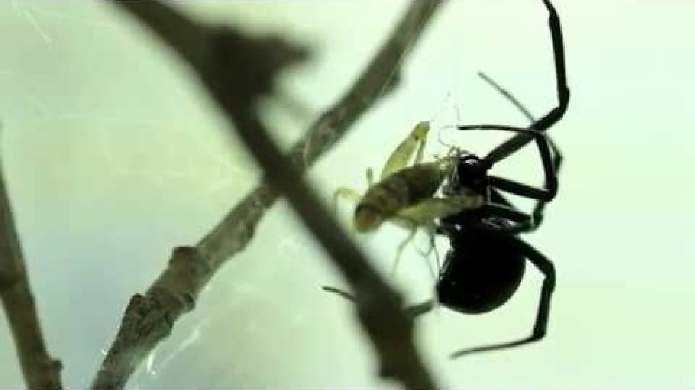 Black Widow Feeding