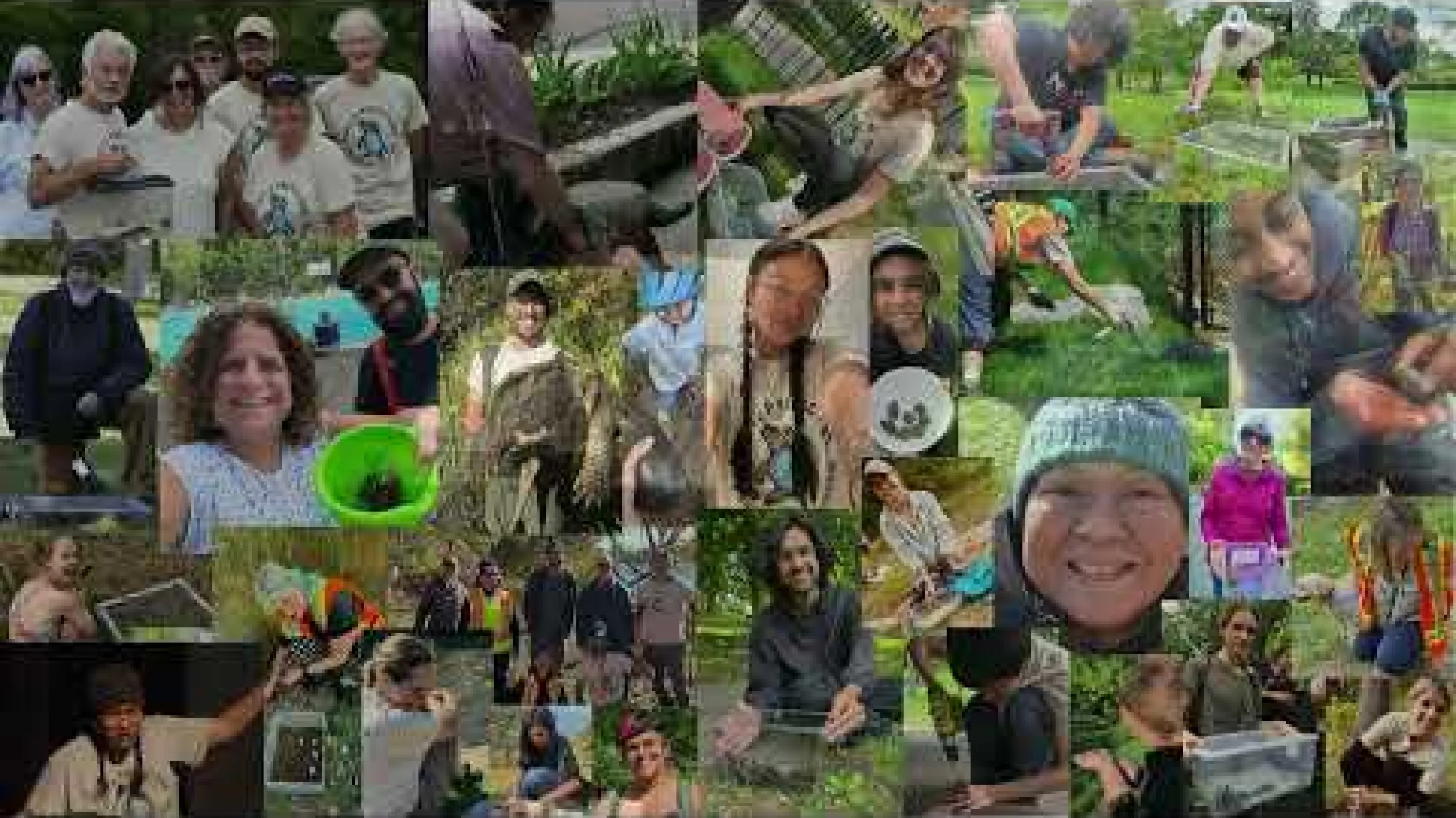 Turtle Power! A Guide to Supporting Turtles in Toronto