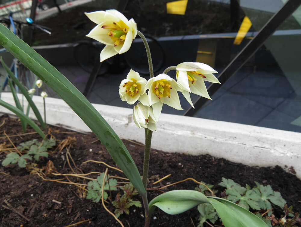 Pale yellow tulips in a garden bed.