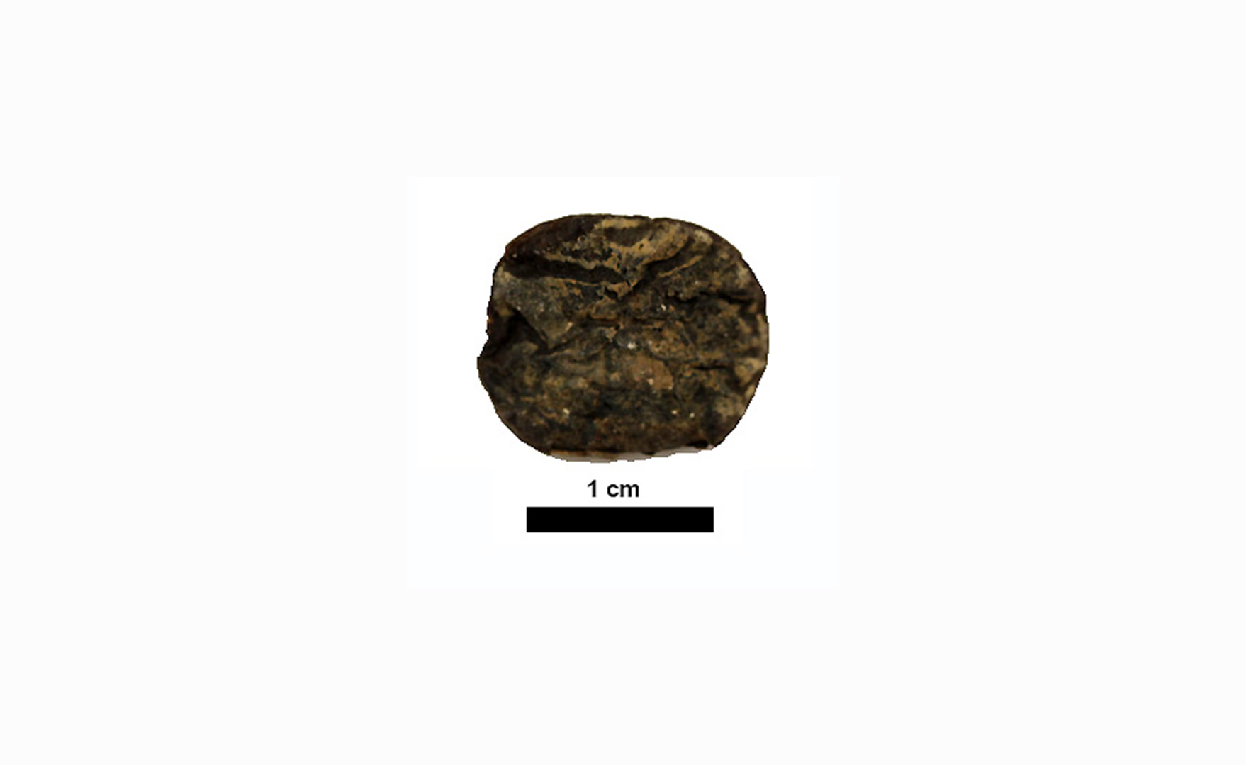 The seeds of the vilca tree can be used to make a powerful hallucinogen. This seed was excavated in Quilcapampa