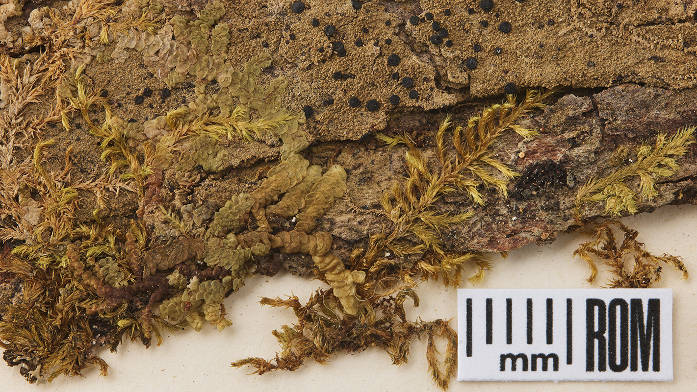 The little black dots, or apothecia, among the various mosses are <i>Bacidia schweinitzi</i>, commonly known as surprise lichen. The specimen was collected by John Macoun (1832–1920) in 1873 near Belleville. Photo by James Barr.