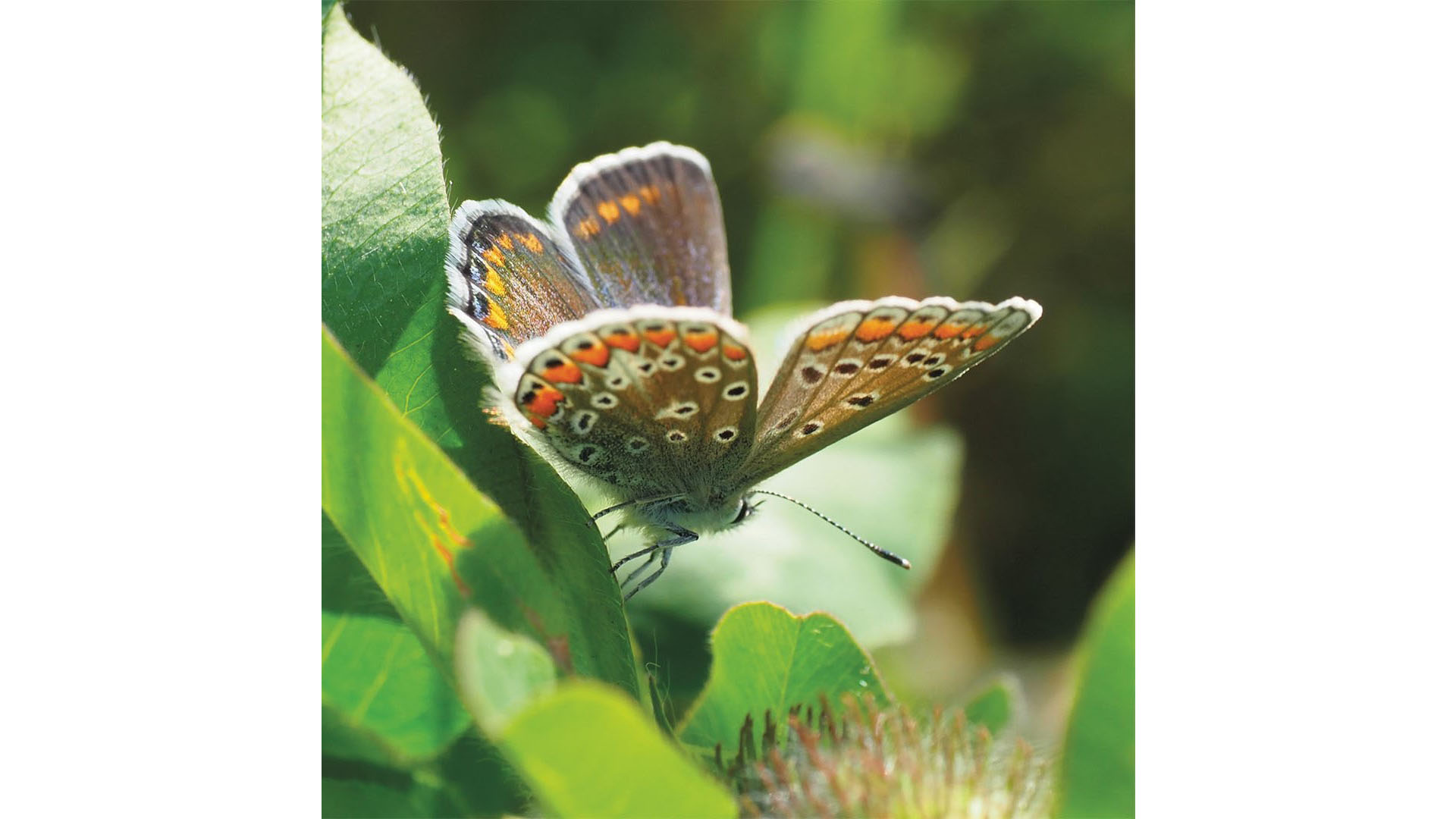Female European Common Blue butterfly