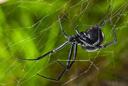 Western black widow
