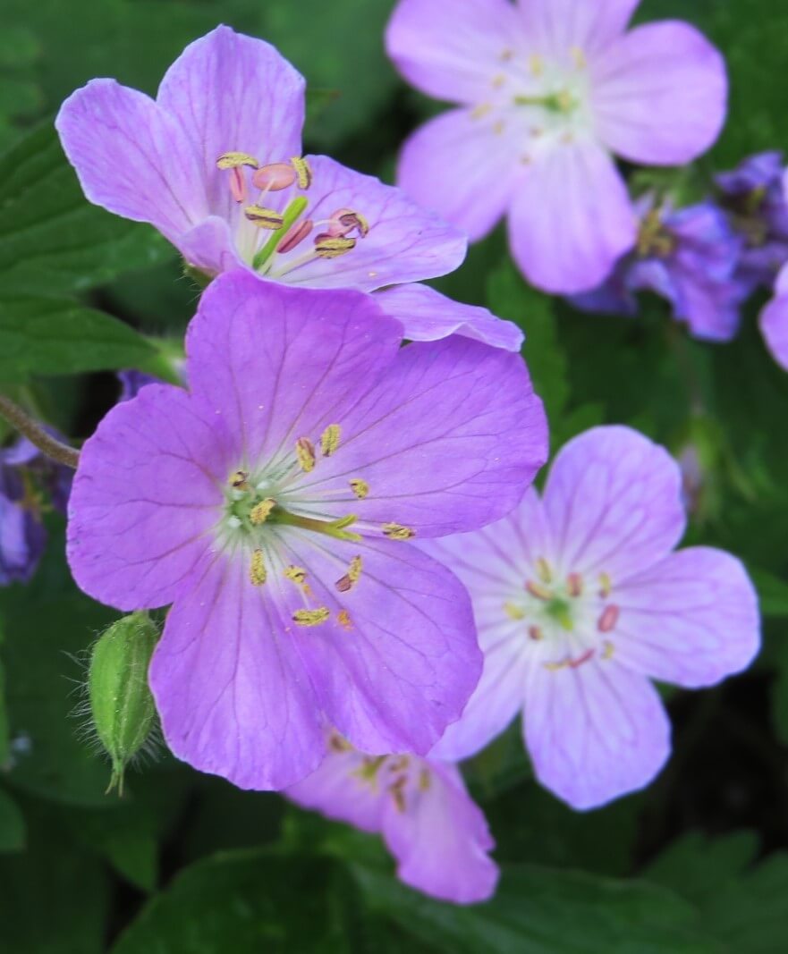 Detail of a wild geranium.