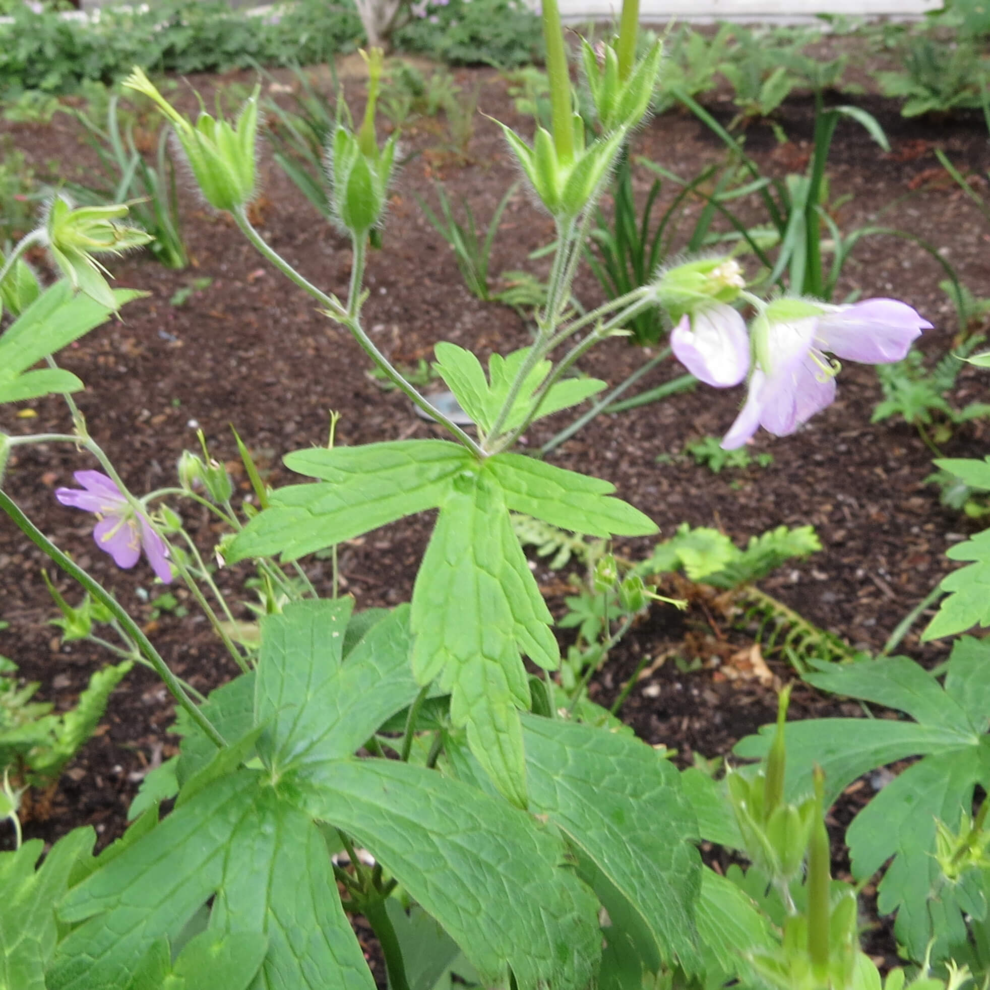 Wild geraniums beginning to drop their petals.
