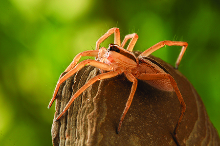 Wolf spider
